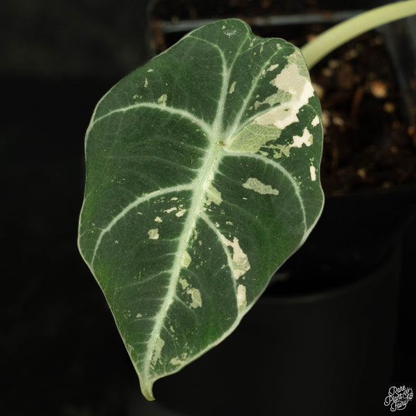 Alocasia 'Black Velvet' pink variegated (wk4-A)