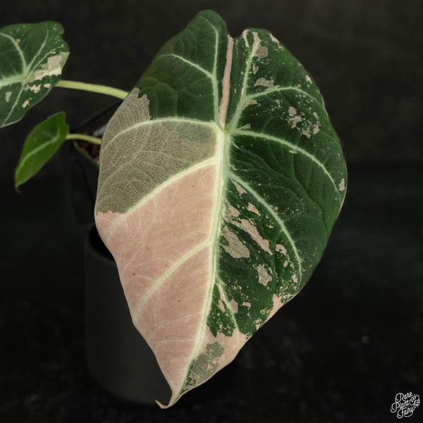 Alocasia 'Black Velvet' pink variegated (wk4-A)