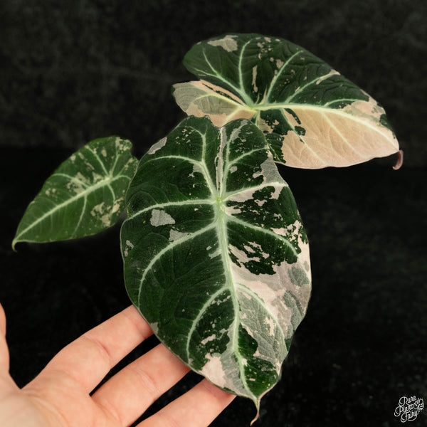 Alocasia 'Black Velvet' pink variegated (wk4-B) *Corming Size*