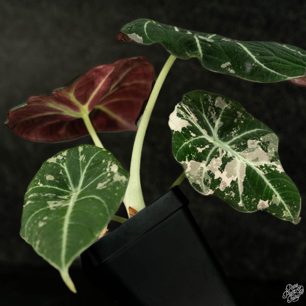 Alocasia 'Black Velvet' pink variegated (wk4-B) *Corming Size*