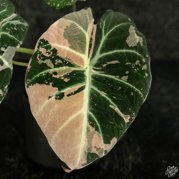 Alocasia 'Black Velvet' pink variegated (wk4-B) *Corming Size*