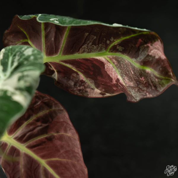 Alocasia 'Black Velvet' pink variegated (wk4-B) *Corming Size*