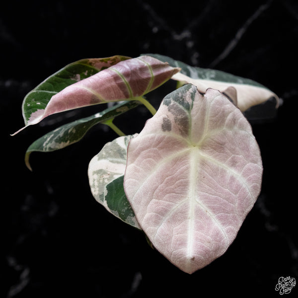 Alocasia 'Black Velvet' pink variegated (A51)