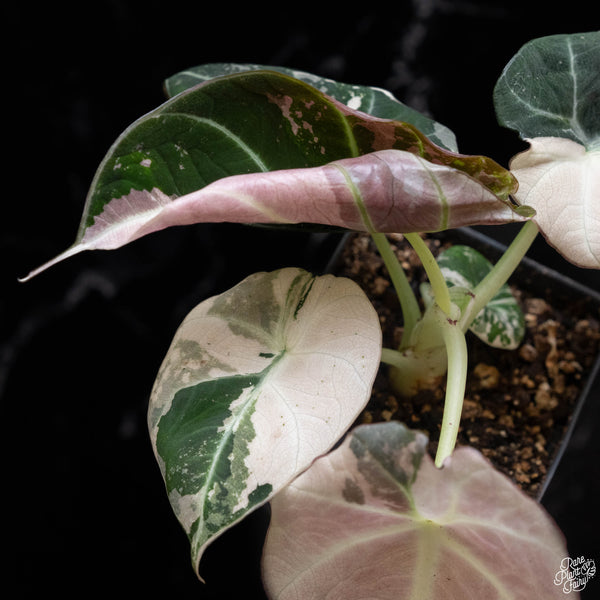 Alocasia 'Black Velvet' pink variegated (A51)