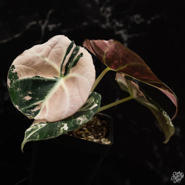 Alocasia 'Black Velvet' pink variegated (B49)