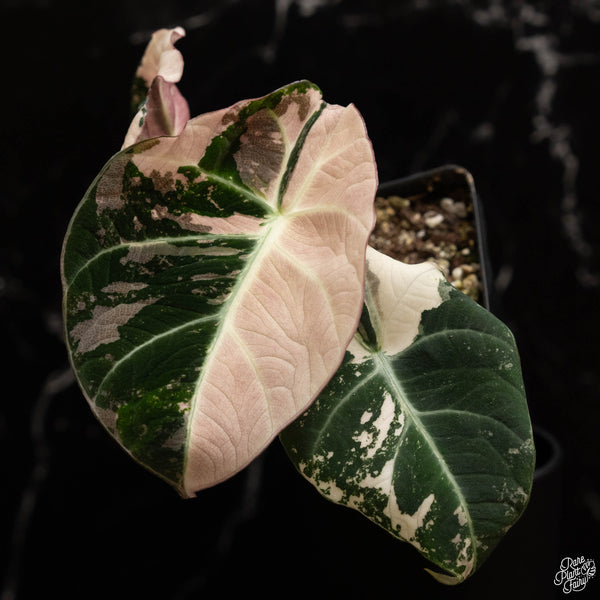 Alocasia 'Black Velvet' pink variegated (B49)