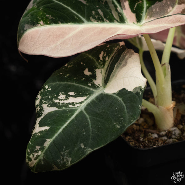 Alocasia 'Black Velvet' pink variegated (B49)