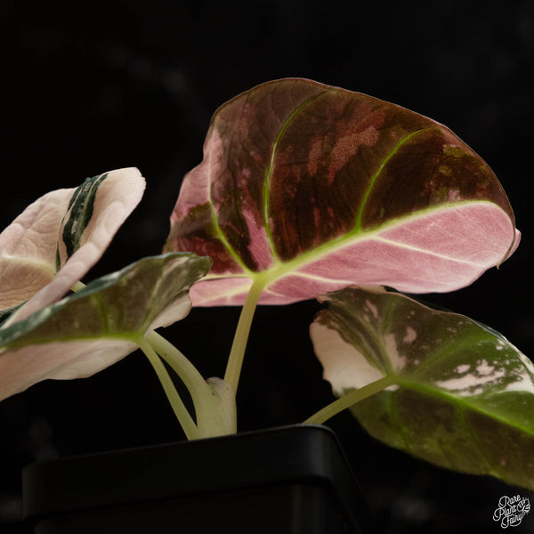 Alocasia 'Black Velvet' pink variegated (B49)