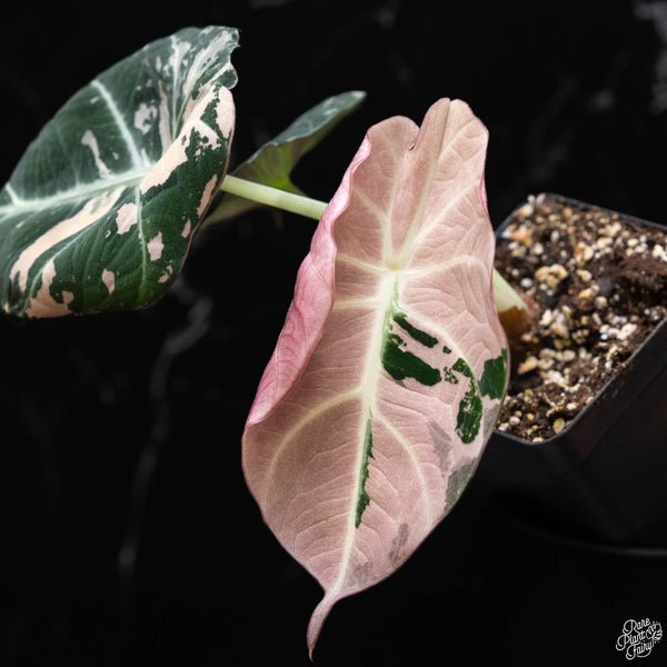 Alocasia 'Black Velvet' pink variegated (B51)