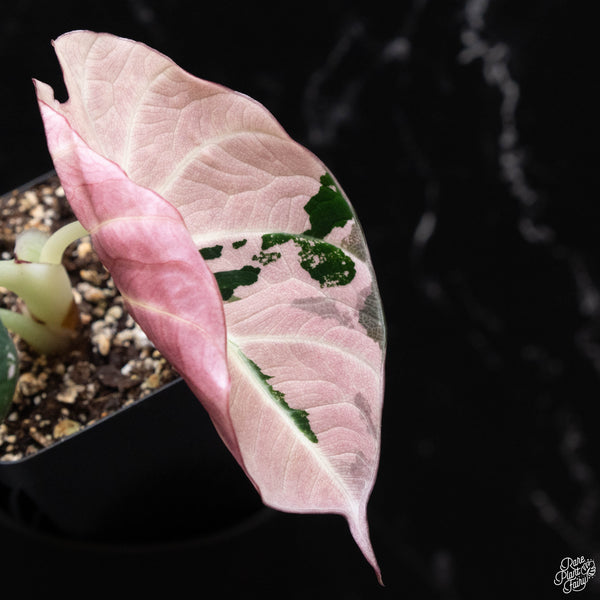 Alocasia 'Black Velvet' pink variegated (B51)