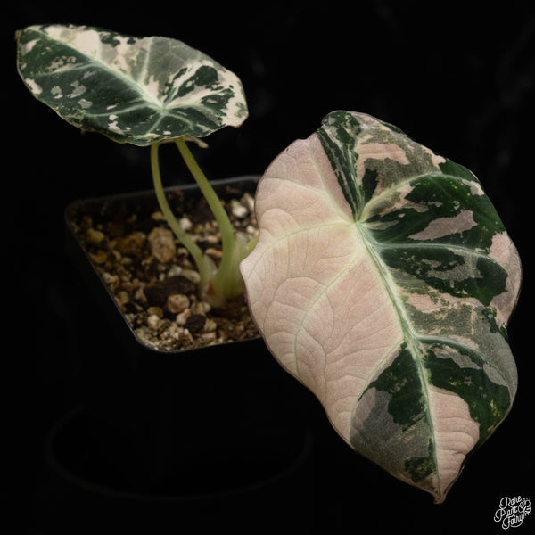 Alocasia 'Black Velvet' pink variegated (C49)