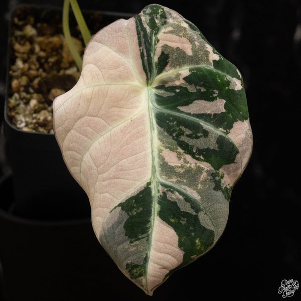 Alocasia 'Black Velvet' pink variegated (C49)