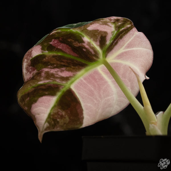 Alocasia 'Black Velvet' pink variegated (C49)