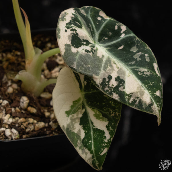 Alocasia 'Black Velvet' pink variegated (C49)