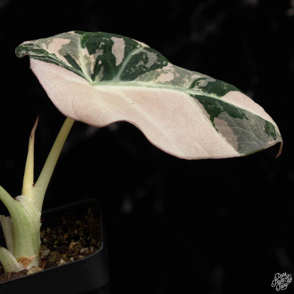 Alocasia 'Black Velvet' pink variegated (C49)