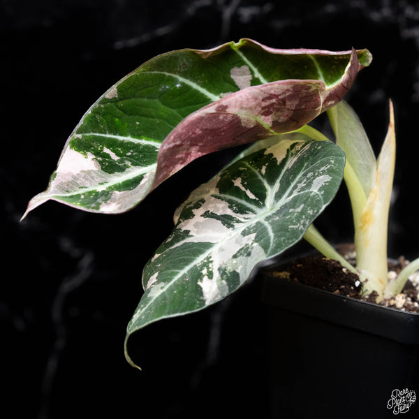 Alocasia 'Black Velvet' pink variegated (C51)