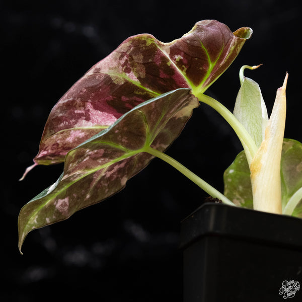 Alocasia 'Black Velvet' pink variegated (C51)