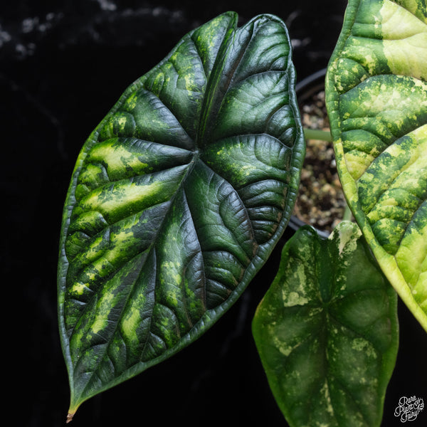 Alocasia 'Dragon Scale' aurea variegated (wk3-A)