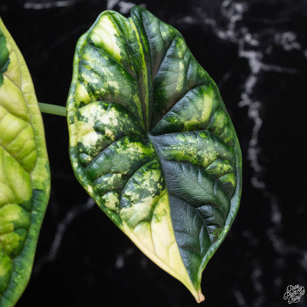 Alocasia 'Dragon Scale' aurea variegated (wk3-A)