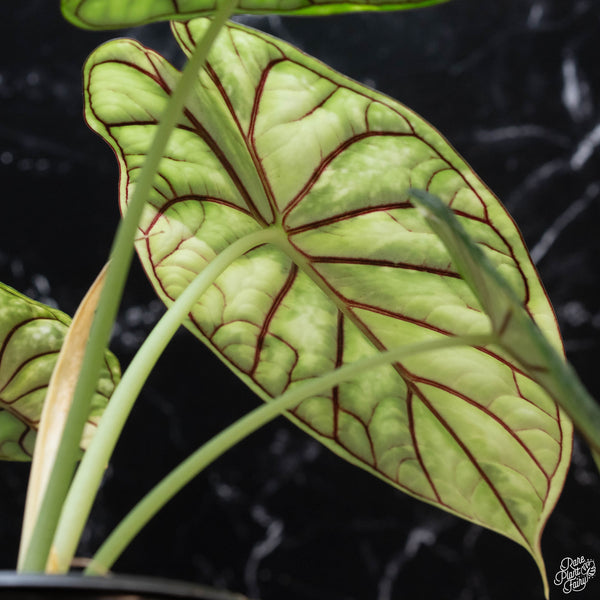 Alocasia 'Dragon Scale' aurea variegated (wk3-A)