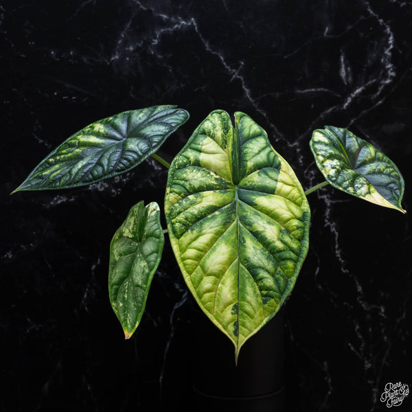 Alocasia 'Dragon Scale' aurea variegated (wk3-A)