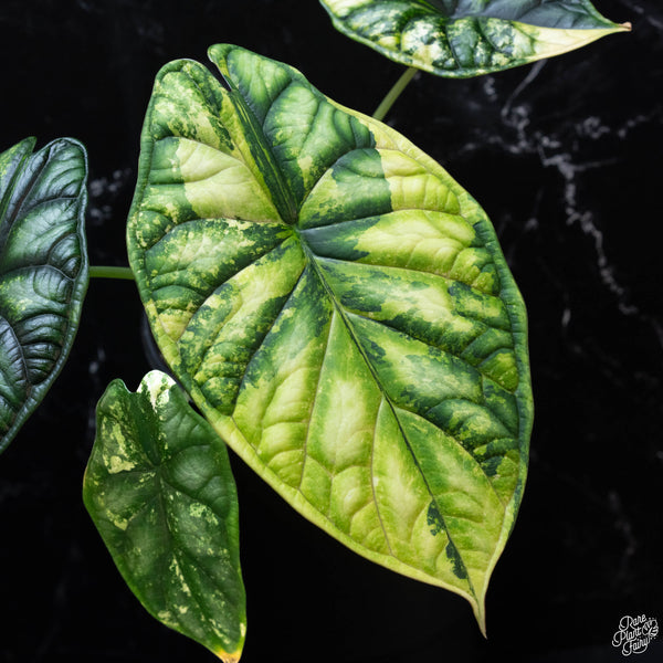 Alocasia 'Dragon Scale' aurea variegated (wk3-A)