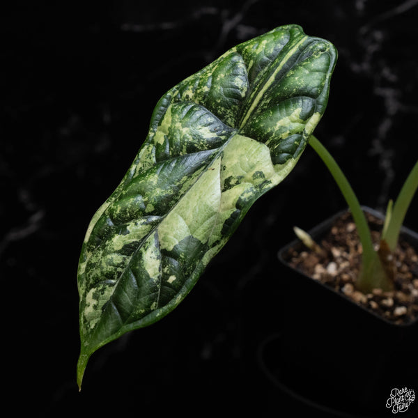 Alocasia 'Dragon Scale' albo variegated (B51)