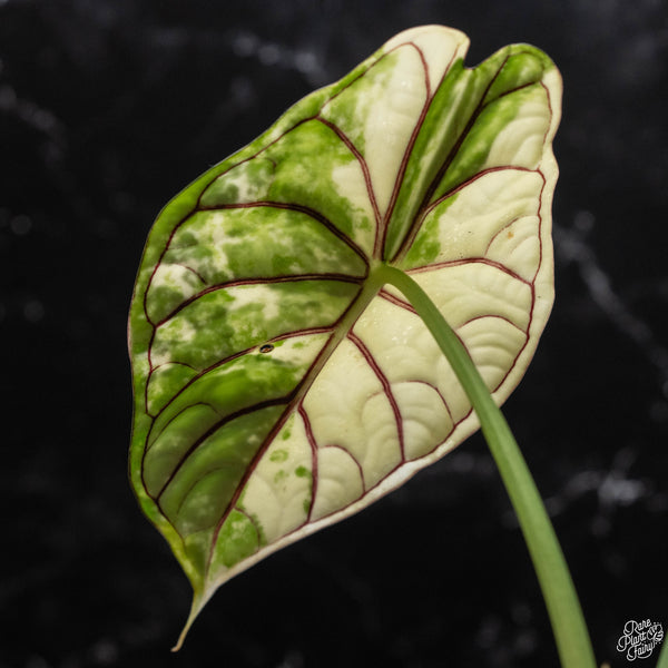 Alocasia 'Dragon Scale' albo variegated (B51)