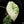 Load image into Gallery viewer, Alocasia &#39;Dragon Scale&#39; albo variegated (C51)
