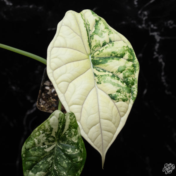 Alocasia 'Dragon Scale' albo variegated (C51)