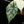 Load image into Gallery viewer, Alocasia &#39;Dragon Scale&#39; albo variegated (C51)
