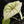 Load image into Gallery viewer, Alocasia &#39;Dragon Scale&#39; albo variegated (C51)
