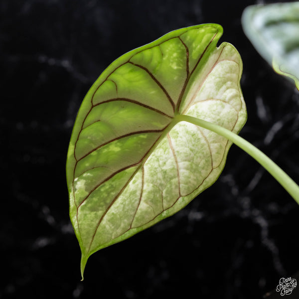 Alocasia 'Dragon Scale' albo/mint variegated (A51)