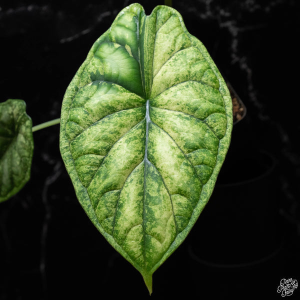 Alocasia 'Dragon Scale' albo/mint variegated (A51)