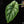 Load image into Gallery viewer, Alocasia &#39;Dragon Scale&#39; albo/mint variegated (A51)
