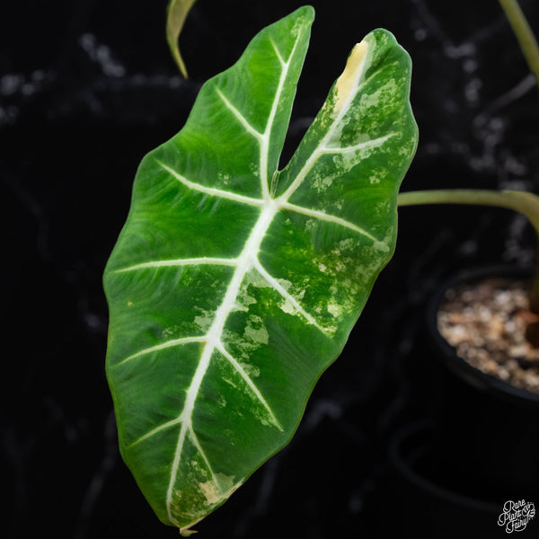 Alocasia 'Frydek' aurea variegated (wk3-A) *Corming Size*