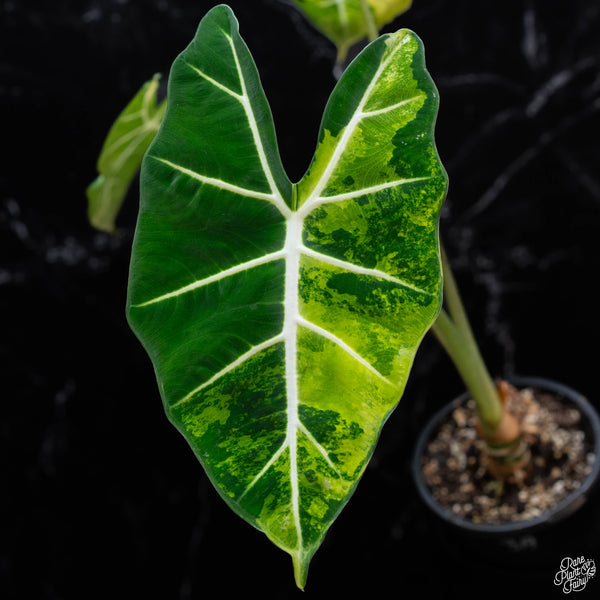 Alocasia 'Frydek' aurea variegated (wk3-A) *Corming Size*