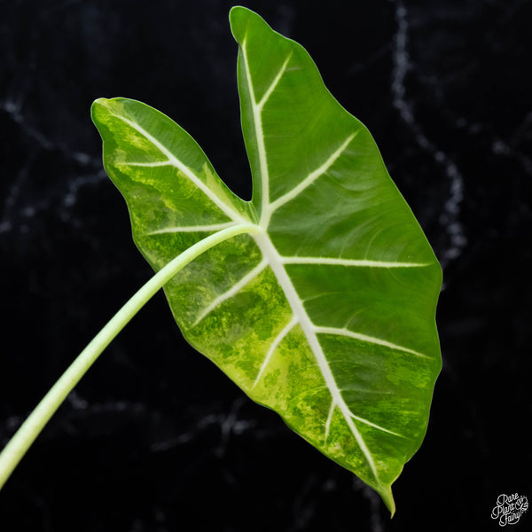 Alocasia 'Frydek' aurea variegated (wk3-A) *Corming Size*