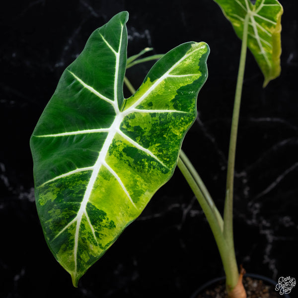 Alocasia 'Frydek' aurea variegated (wk3-A) *Corming Size*