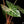 Load image into Gallery viewer, Alocasia &#39;Pink Dragon&#39; albo/pink variegated (A50) *corming size*
