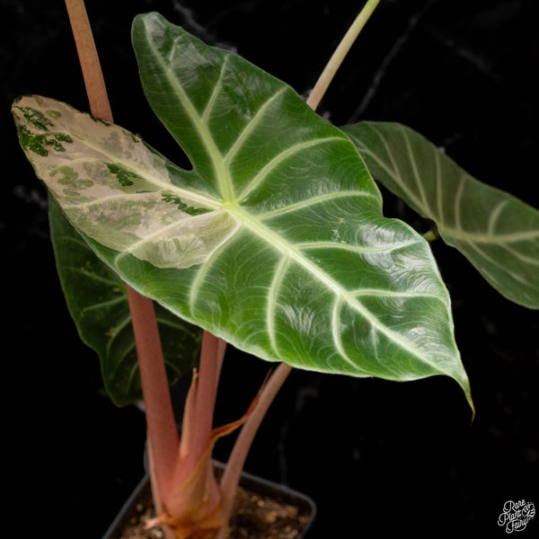 Alocasia 'Pink Dragon' albo/pink variegated (A50) *corming size*