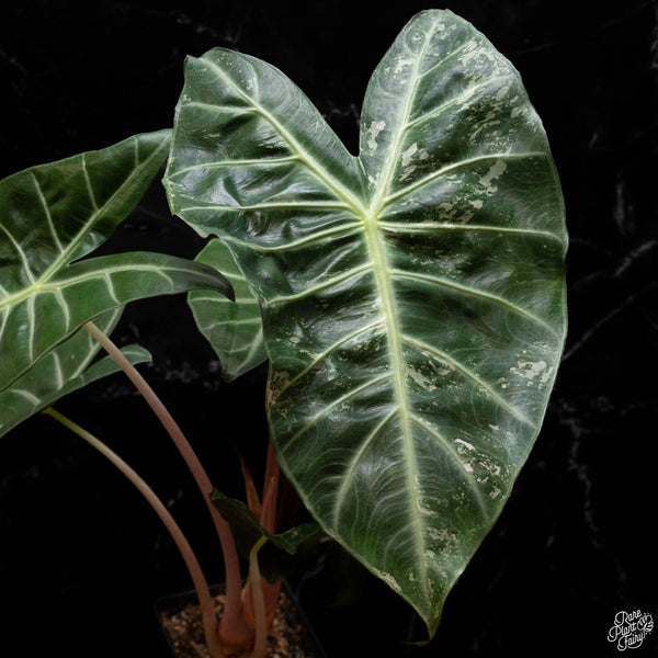 Alocasia 'Pink Dragon' albo/pink variegated (A50) *corming size*