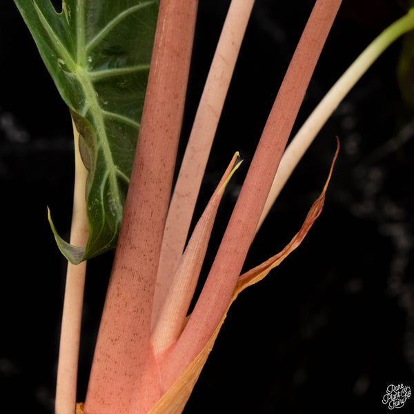 Alocasia 'Pink Dragon' albo/pink variegated (A50) *corming size*