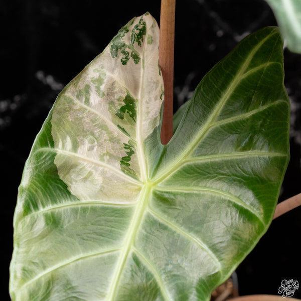 Alocasia 'Pink Dragon' albo/pink variegated (A50) *corming size*