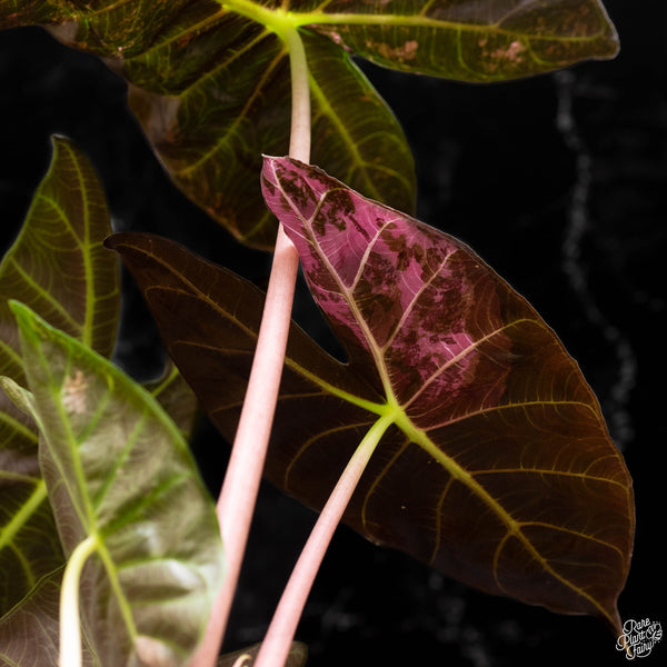 Alocasia 'Pink Dragon' albo/pink variegated (A50) *corming size*