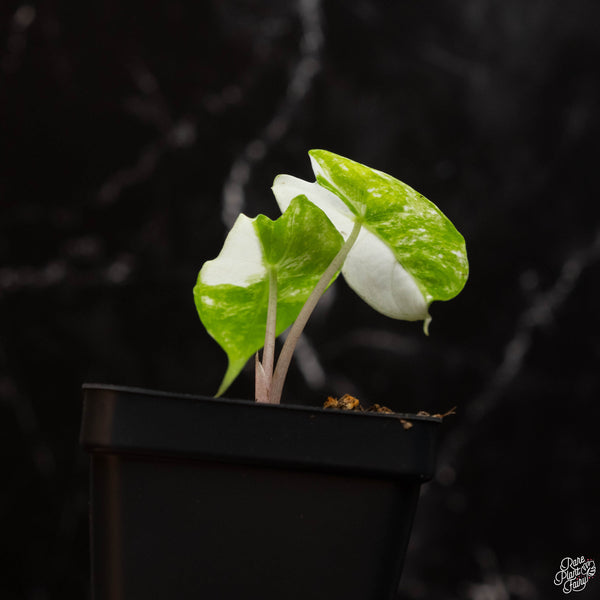 Alocasia 'Pink Dragon' albo/pink variegated (A46)