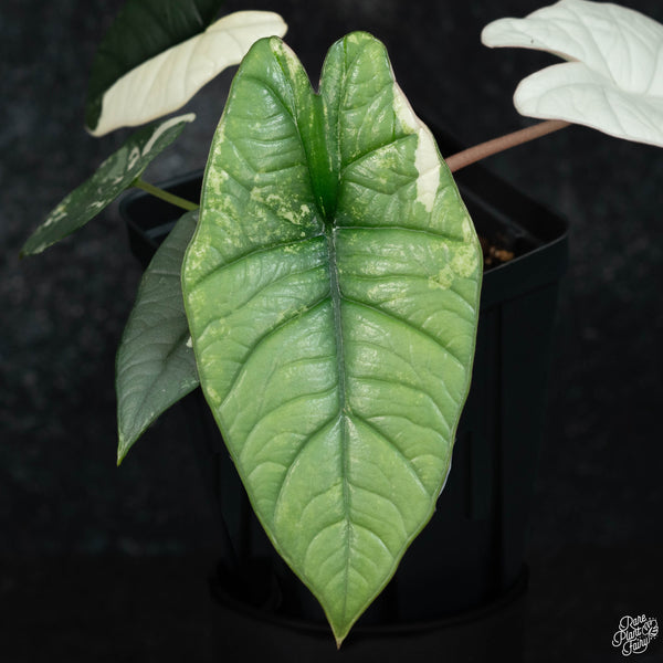 Alocasia bisma sp. 'Platinum' albo variegated (wk3-A)