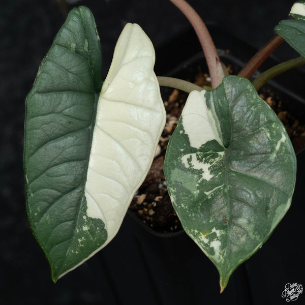 Alocasia bisma sp. 'Platinum' albo variegated (wk3-A)