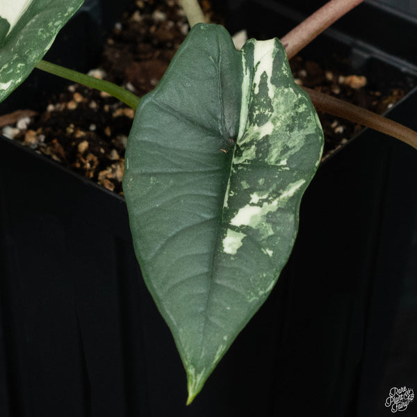 Alocasia bisma sp. 'Platinum' albo variegated (wk3-A)