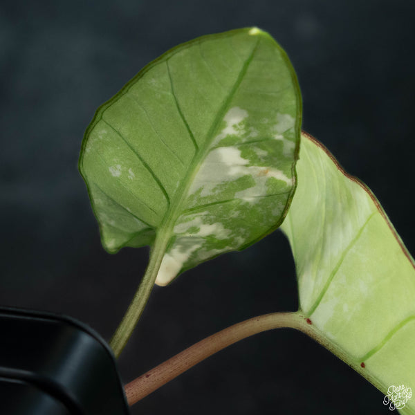 Alocasia bisma sp. 'Platinum' albo variegated (wk3-A)